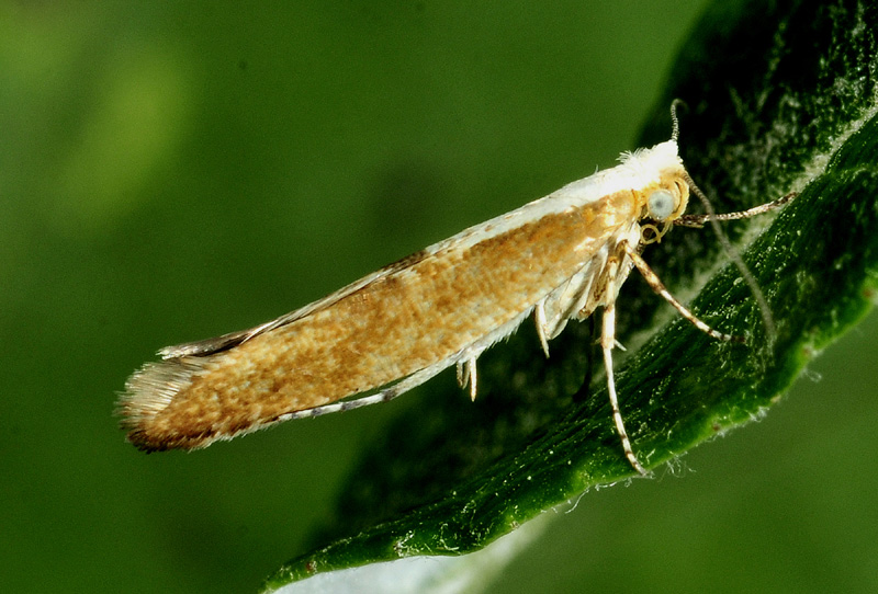 Alcune specie dall''Appennino modenese